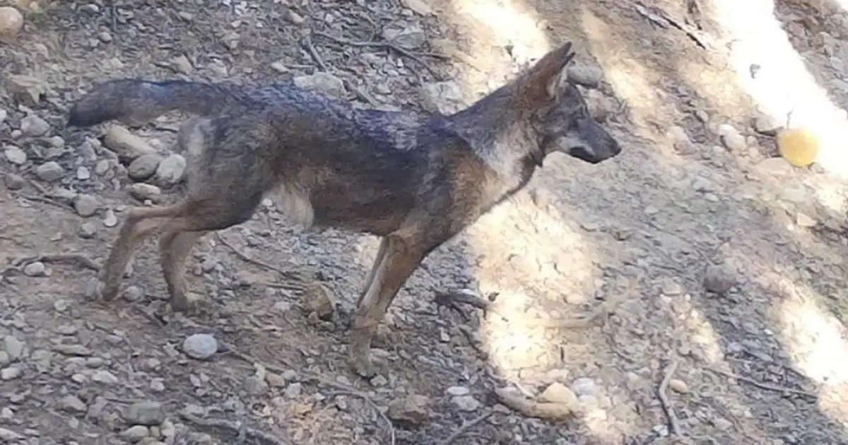 El regreso del lobo ibérico a Cataluña reaviva el enfrentamiento entre ganaderos y conservacionistas