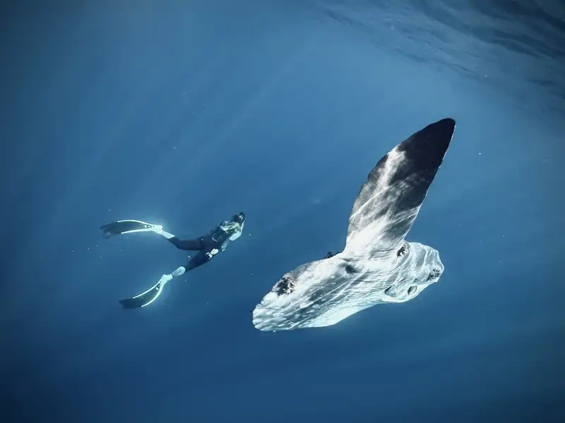 Un ejemplar de Pez Luna