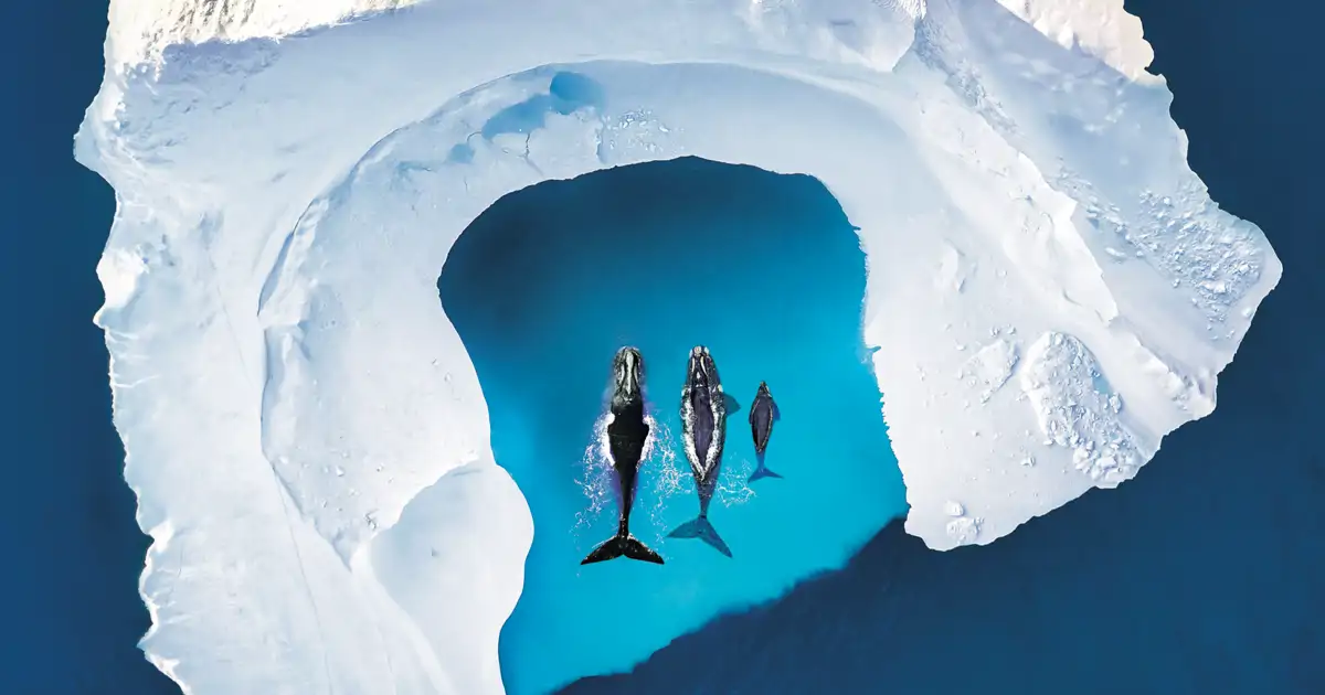 Humpback Whales Greet the New Year