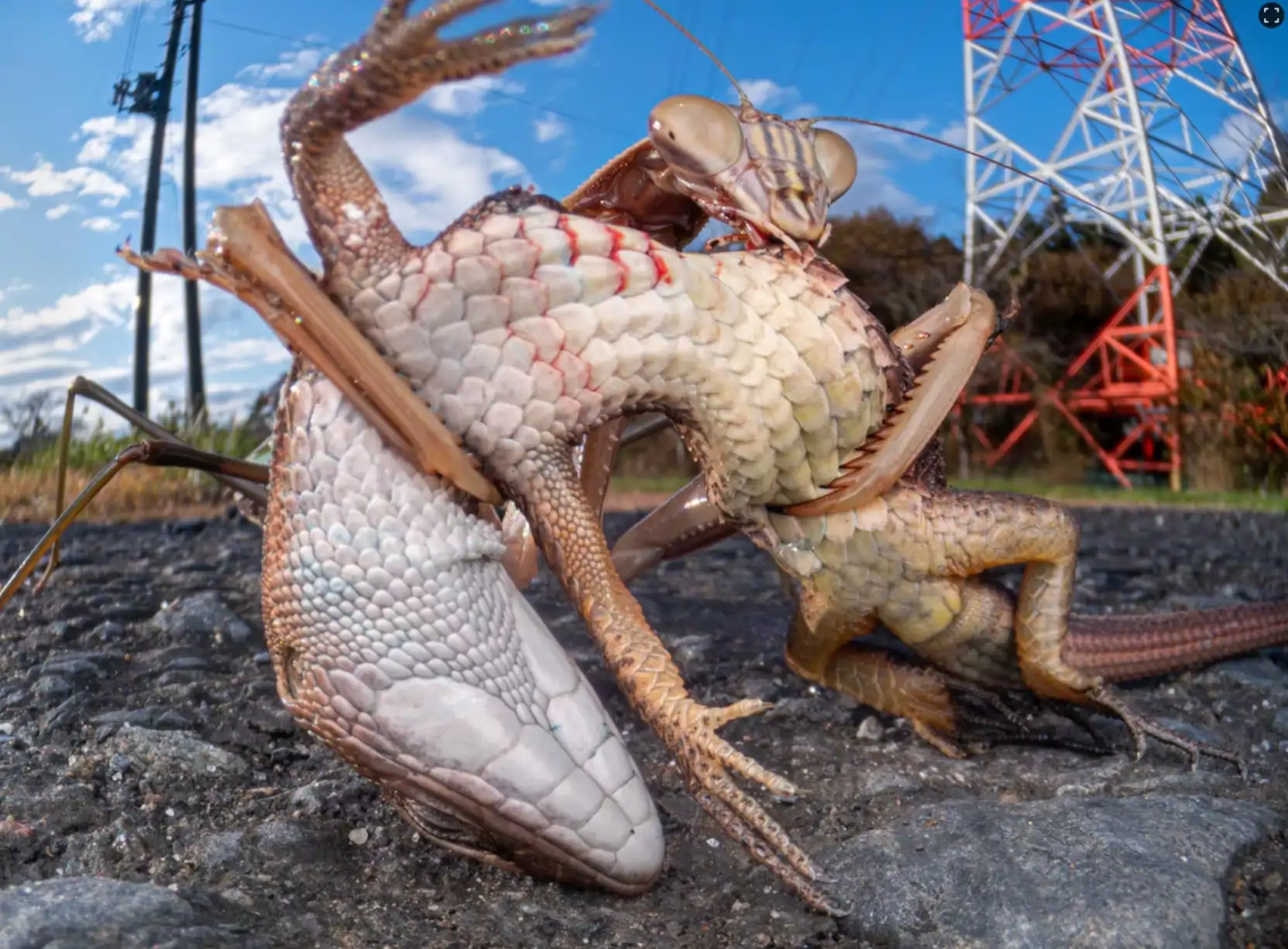 Captura de pantalla 30 12 2025 104715 i natgeofe com