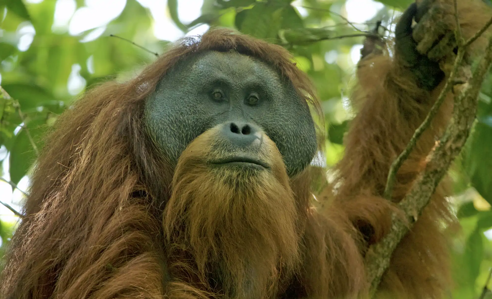un-orangutan-de-tapanuli_f9cf2b5e_48_251230171417_2000x1215.webp