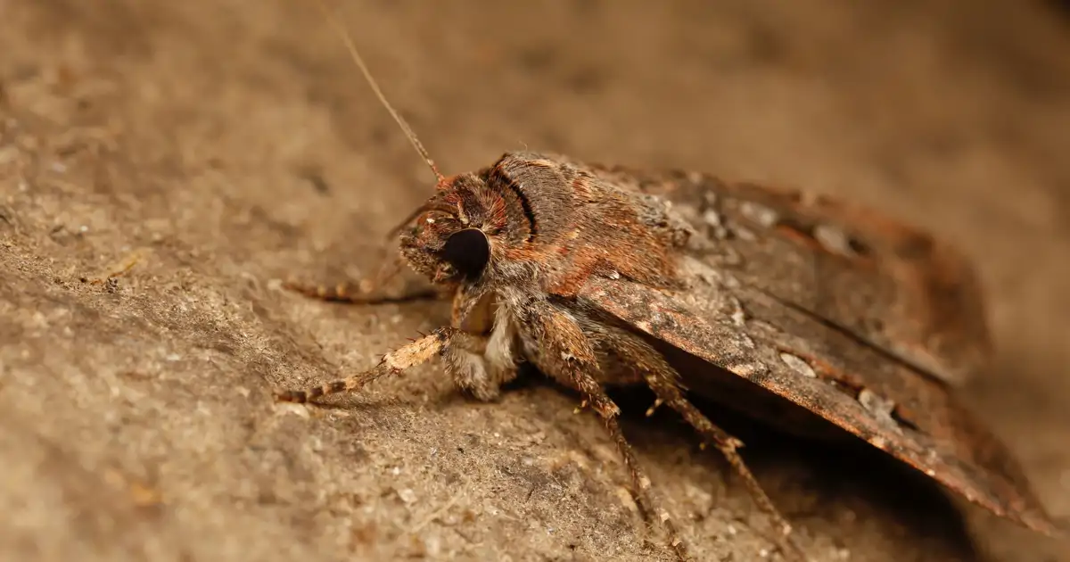 Bogong Moths Navigate by Starlight Like the Wise Men Bogong Moths Navigate by Starlight Like the Wise Men