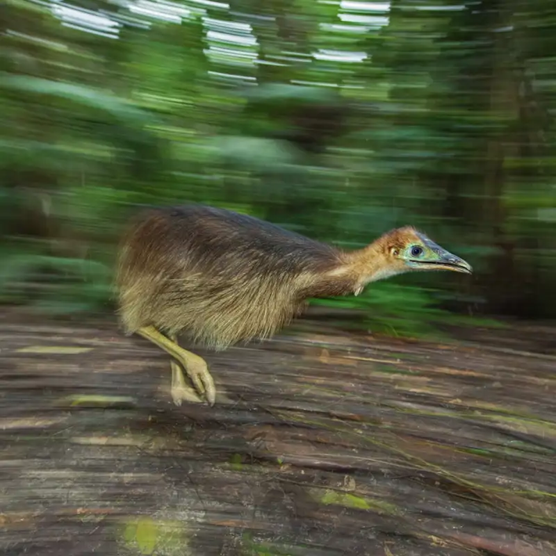 Las 7 fotos de la semana: jirafas, adorables osos perezosos y la polilla caniche