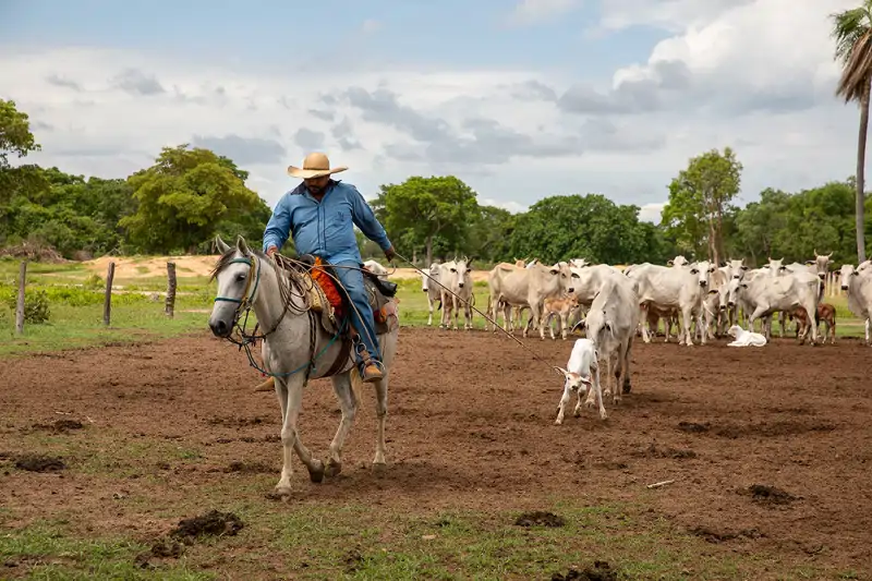 Edmilson da Silva Prado, peón de la hacienda, conduce un rebaño de vacas en la Pousada Piuval, en el Pantanal brasileño. Esta explotación se ha convertido en un laboratorio fundamental para demostrar la buena interacción y coexistencia entre jaguares y ganaderos.&amp;nbsp; 