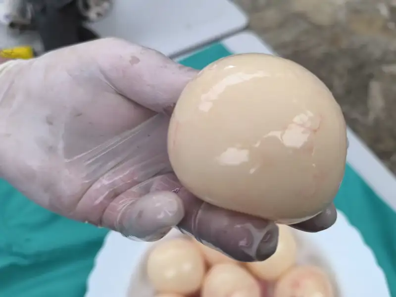 Huevos de tiburón foca