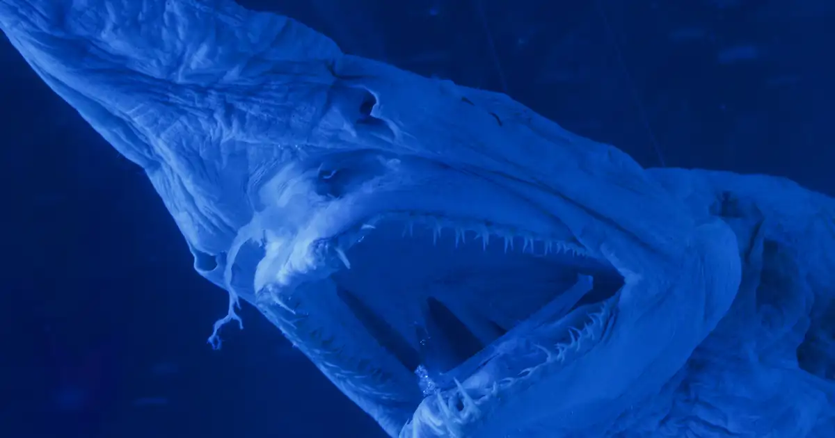 Descubren en Canarias un ejemplar vivo del tiburón más raro del mundo