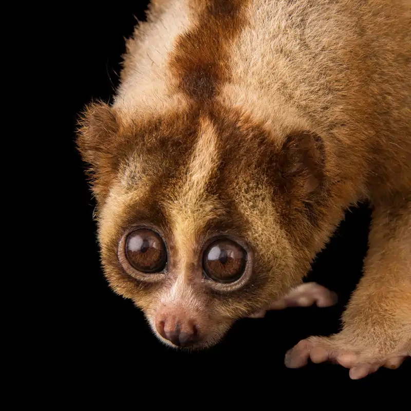 Un loris perezoso