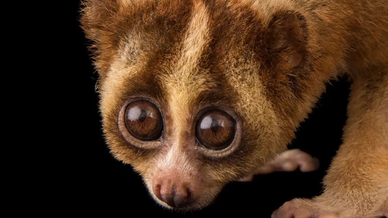 Las Fotos E Im genes De National Geographic