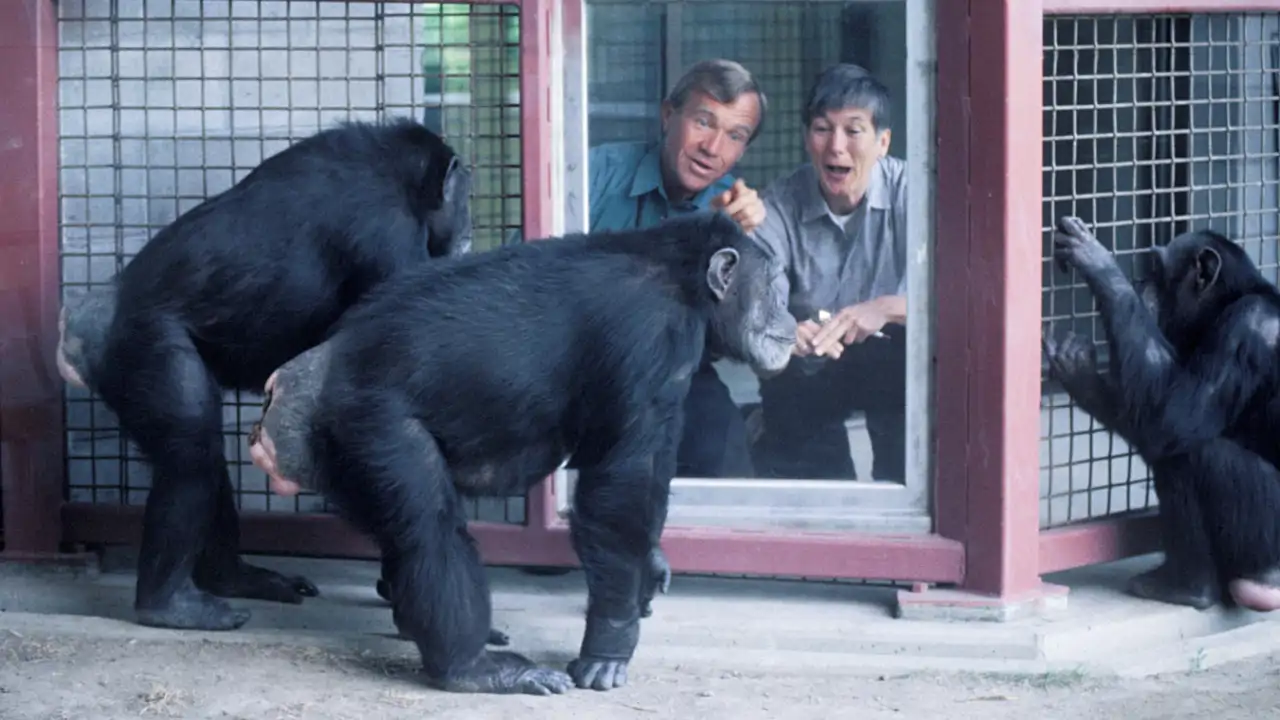 La increíble historia de Tatu y Loulis, los últimos chimpancés “hablantes” vivos