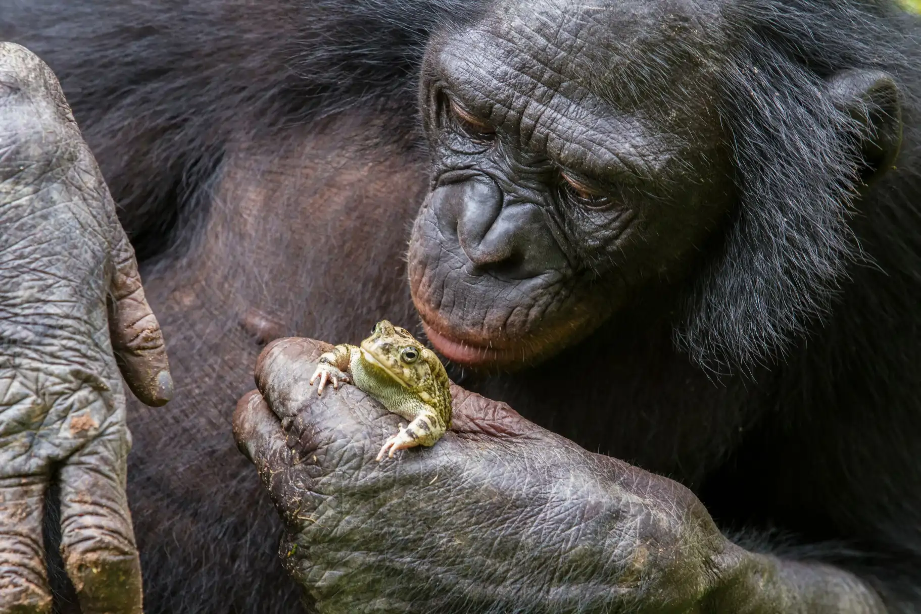 amor-de-un-bonobo_740e2205_260303100445_1823x1216.webp