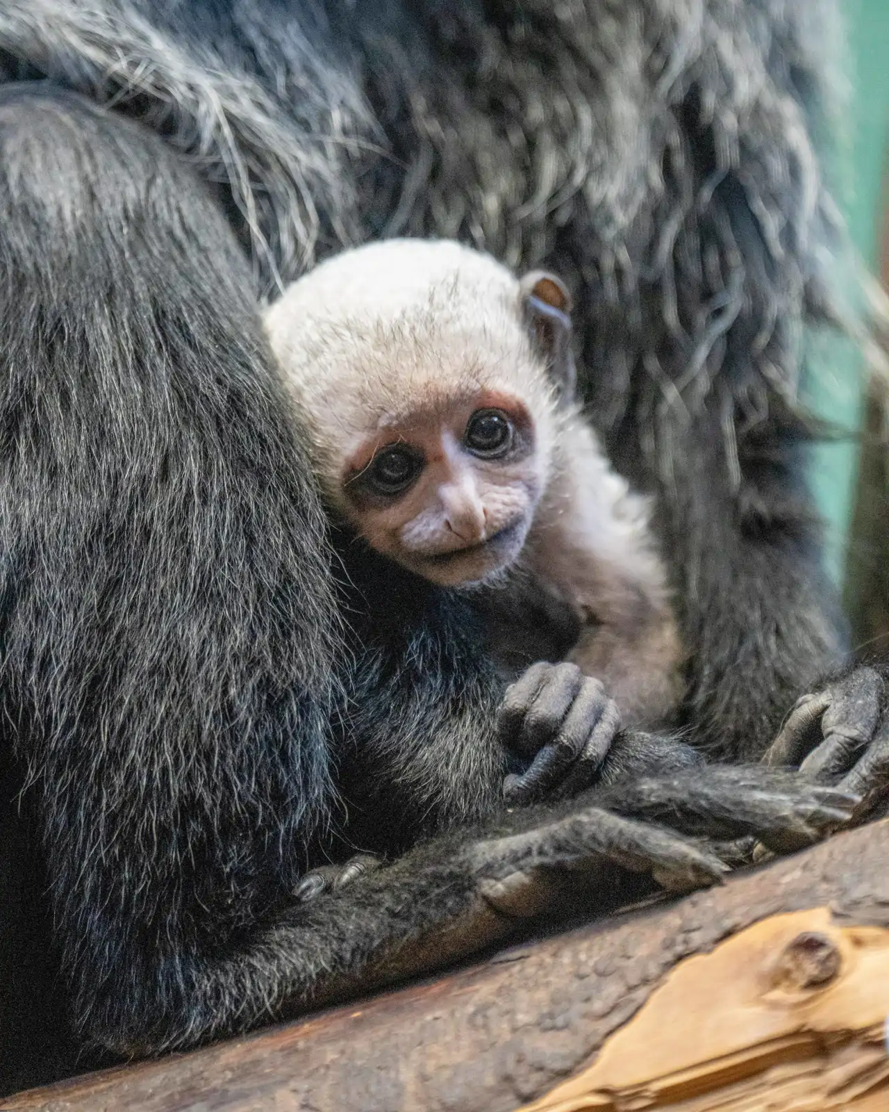 colobo-rey-recien-nacido_429839ef_260317110249_1280x1600.webp