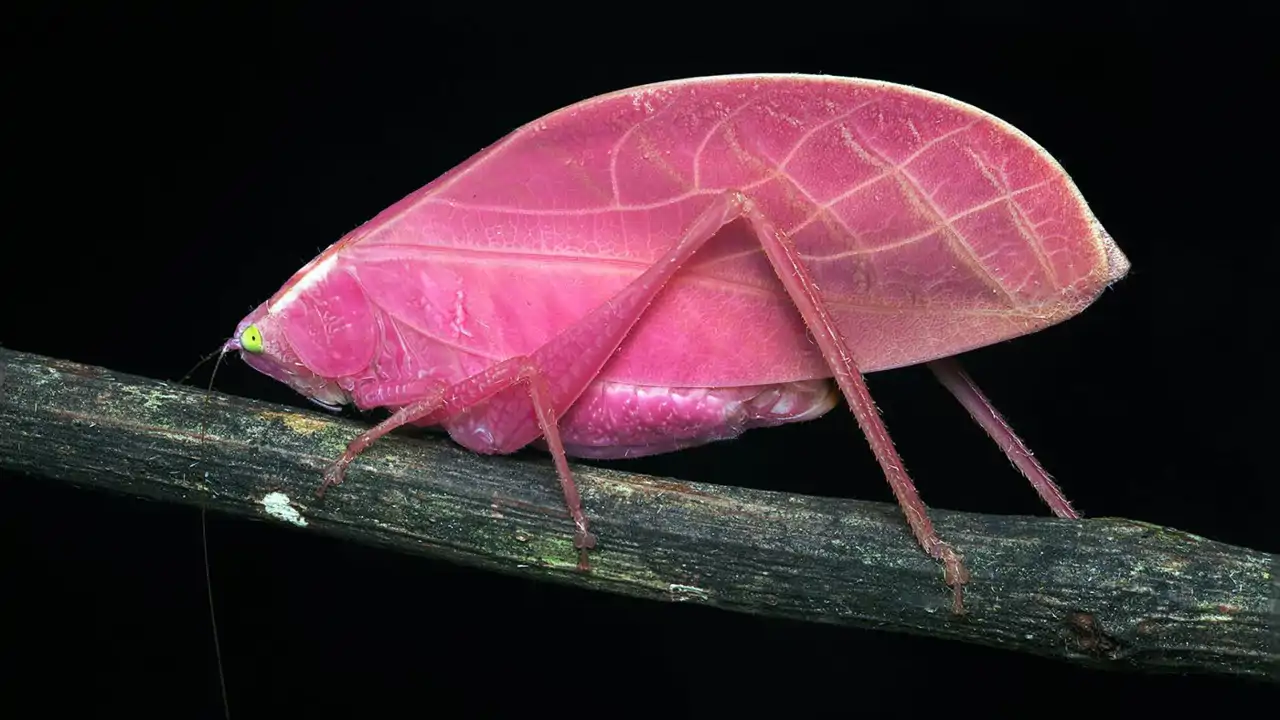 Nuclear Insect Qué es el enriquecimiento de uranio y todo lo que se sabe sobre el ...