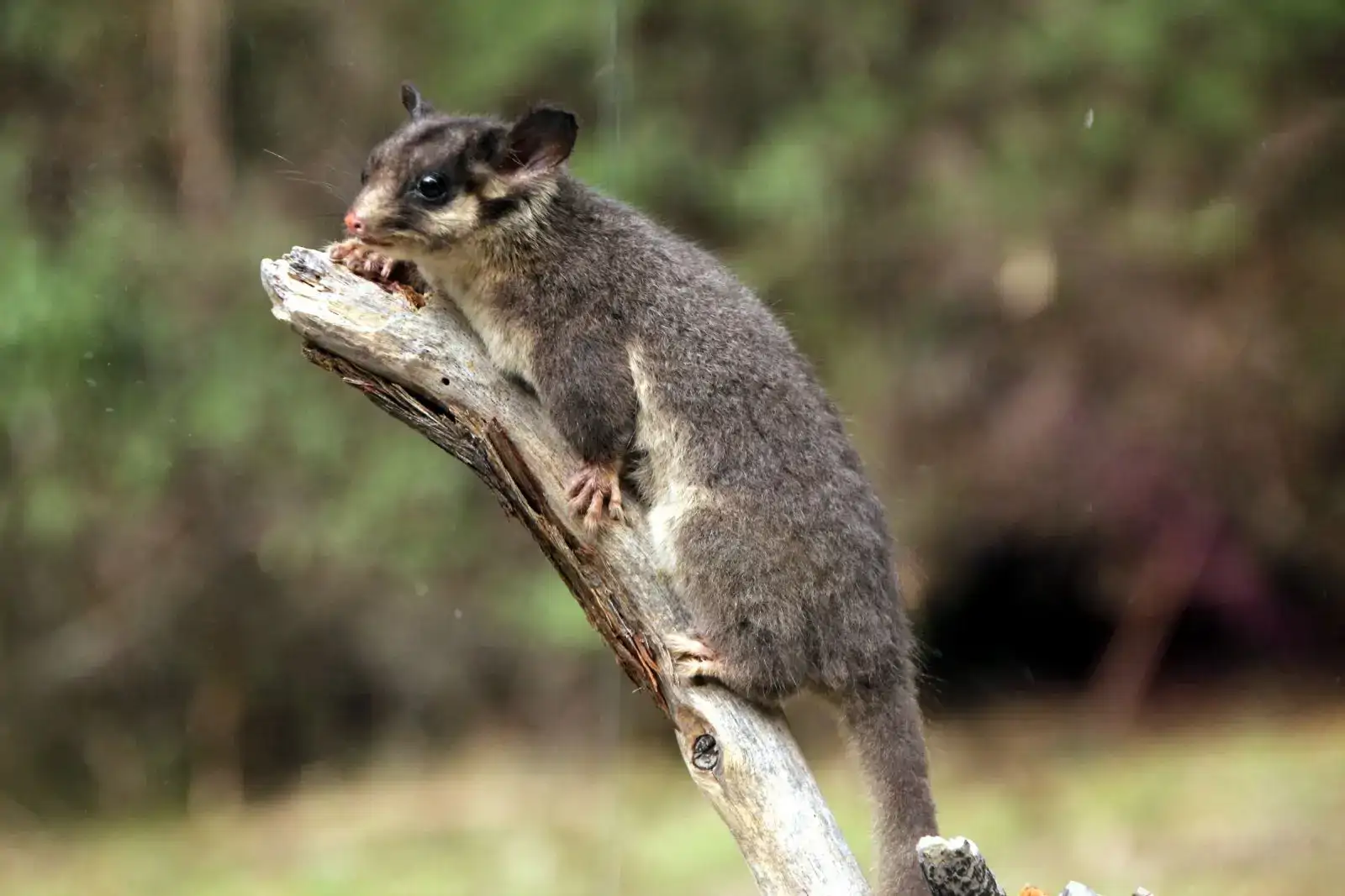 falangero-de-leadbeater-possum-called-george-watching-the-picnic-activity_622d5c6f_260402155253_1600x1067.webp
