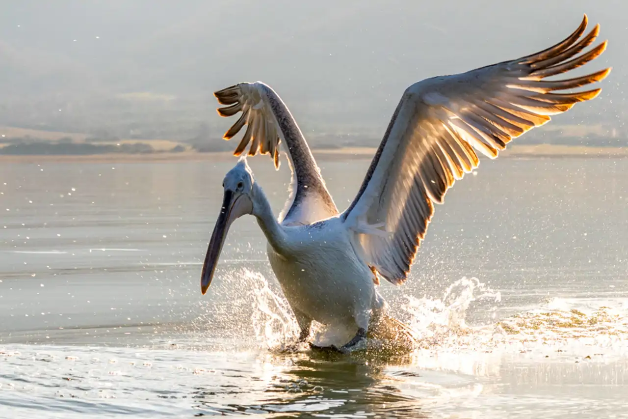 pelicano_464b8287_1082628657_260408110014_1280x853.webp