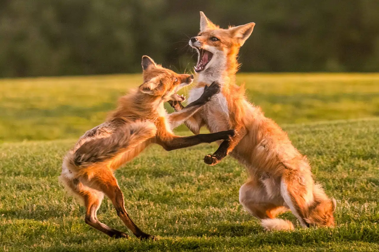 zorros-jugando_42a6d1bb_1084060640_260408112114_1280x853.webp