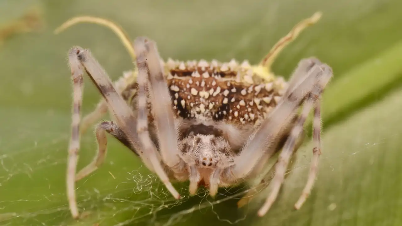 La araña violinista europea: qué se sabe (y qué no) sobre su ...