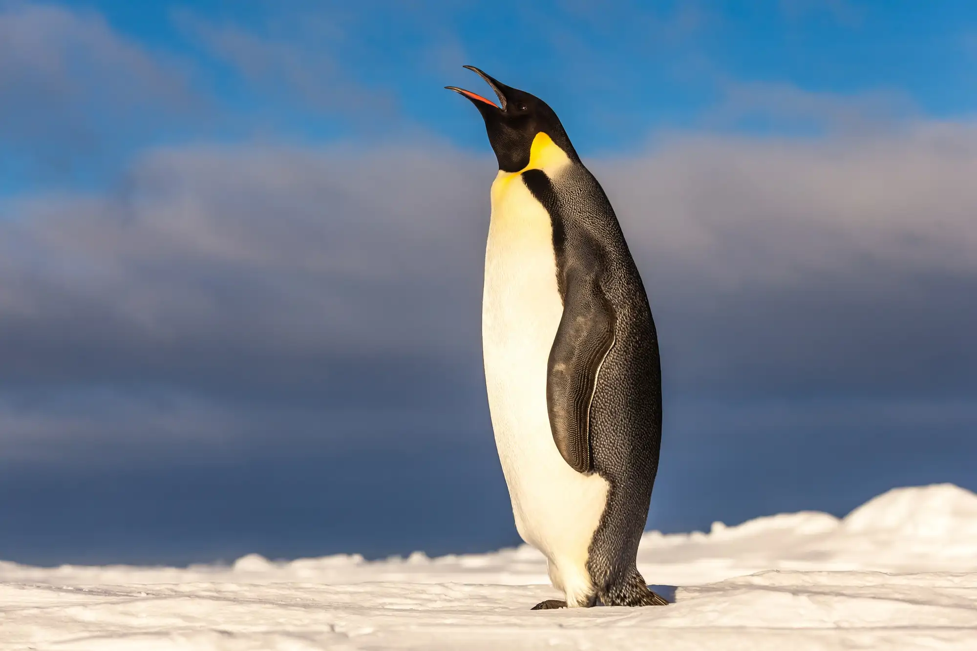 la-dependencia-absoluta-que-el-pinguino-emperador-mantiene-con-el-hielo-marino-lo-convierte-en-un-organismo-extremadamente-vulnerable-a-las-variaciones-termicas-del-oceano_a0aed659_260423095813_2000x1333.webp