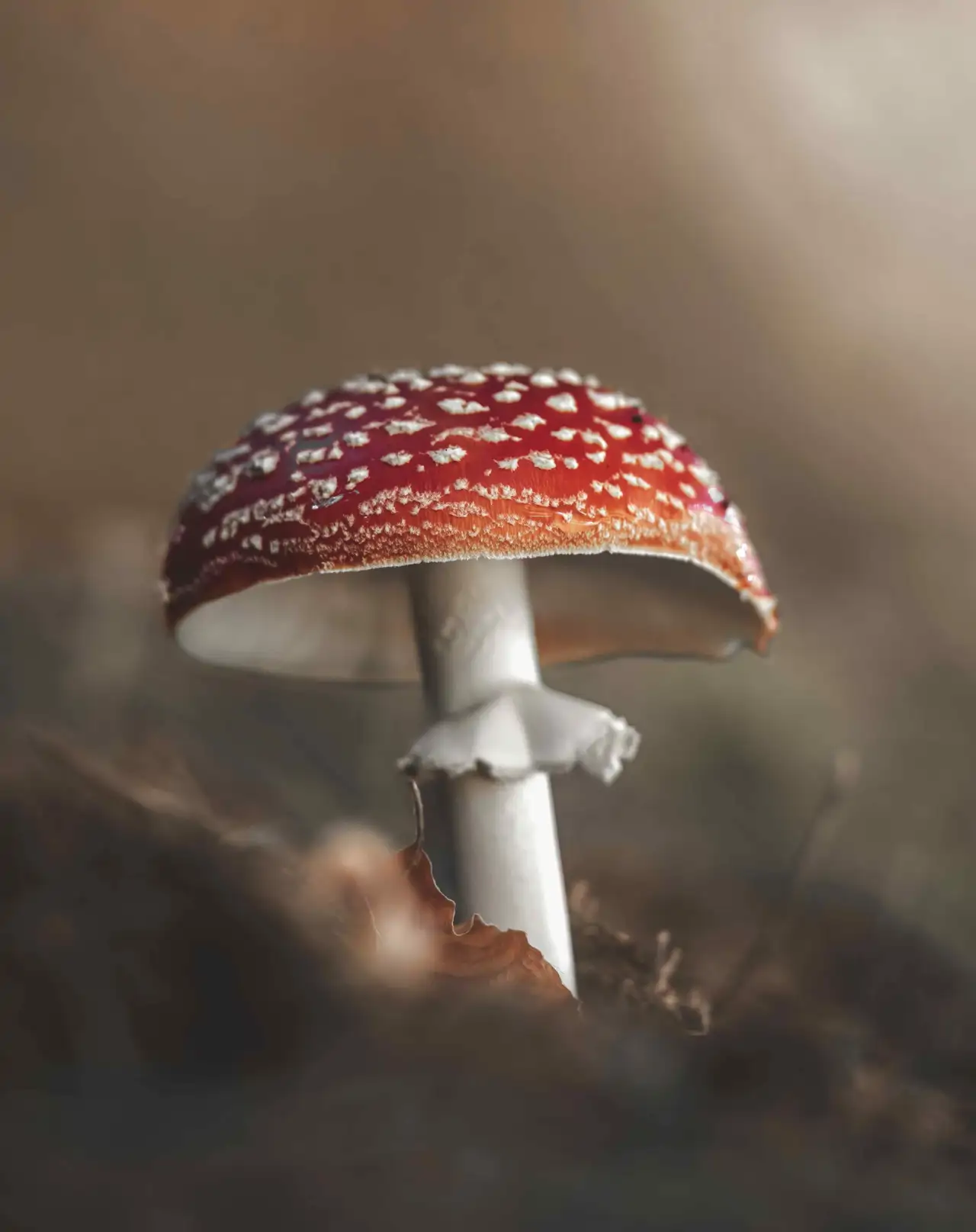 amanita-muscaria_7c7d00fe_260424121234_1280x1615.webp