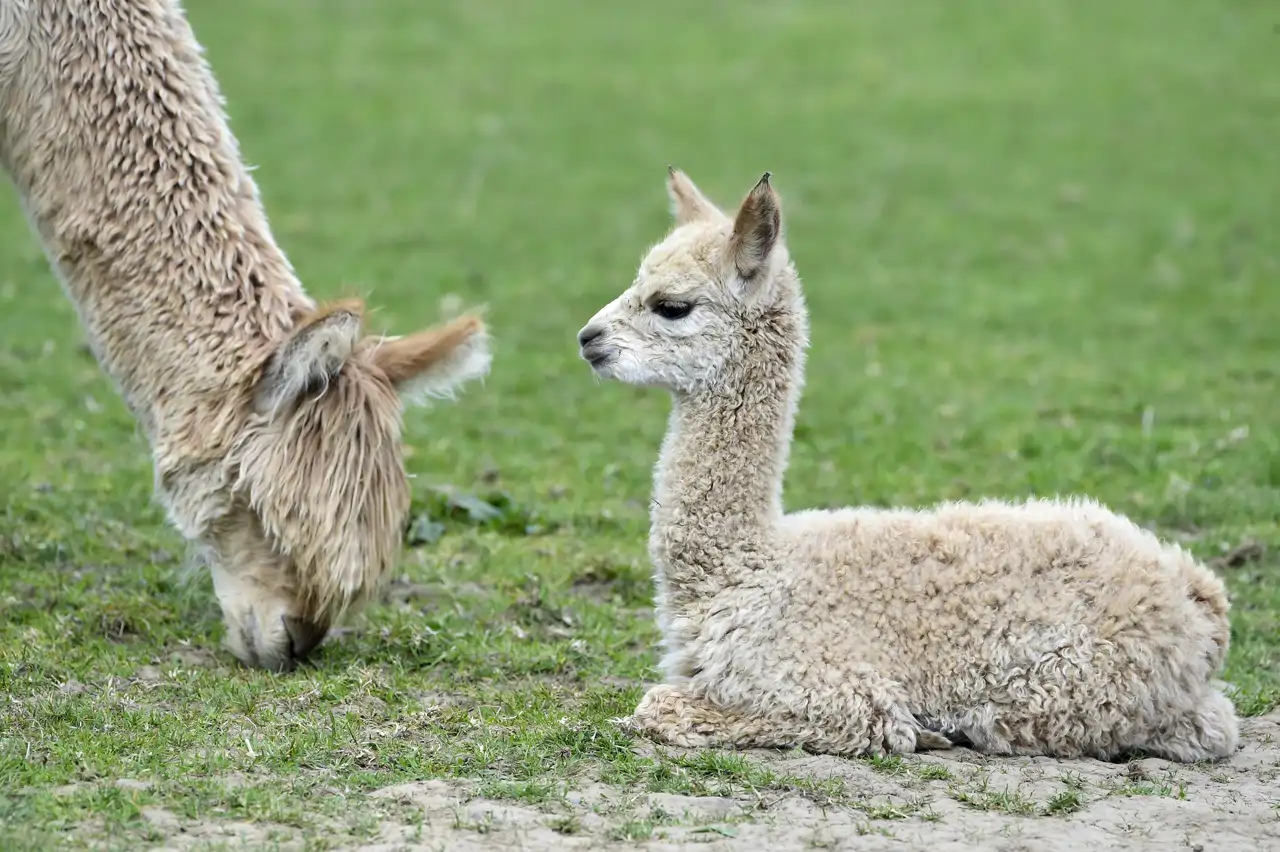 alpaca_0c5e0dc6_2273001689_260428184834_1280x852.webp