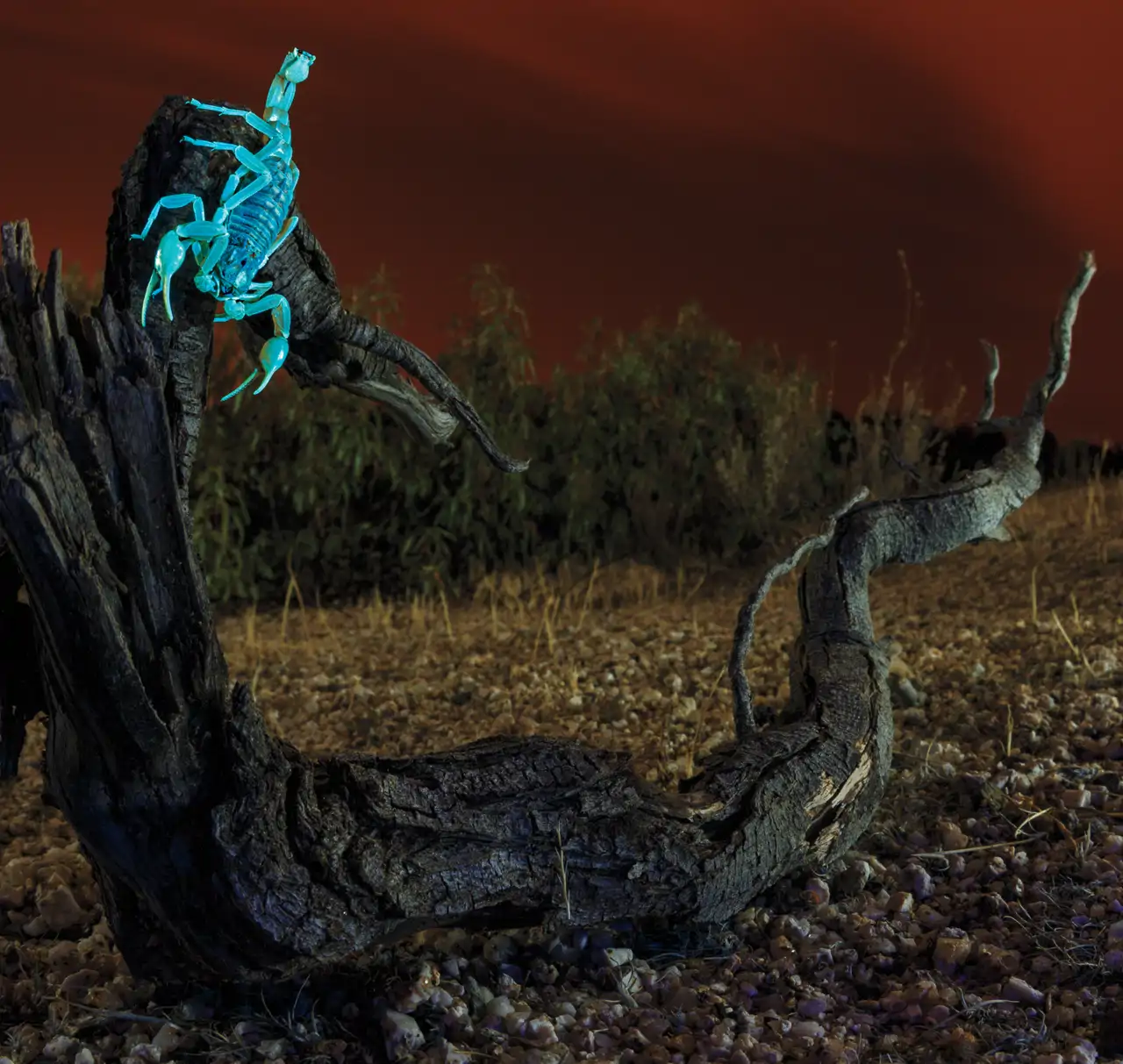stockpakg-mf4169-glowing-sting-1_f24cd52a_260428095632_1280x1213.webp