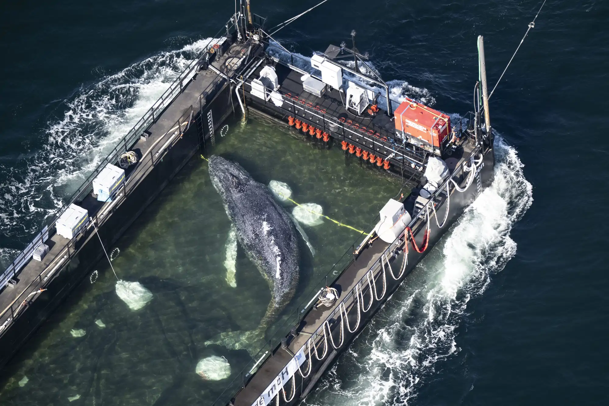 ballena-timmy_94859a46_260430155327_2000x1333.webp