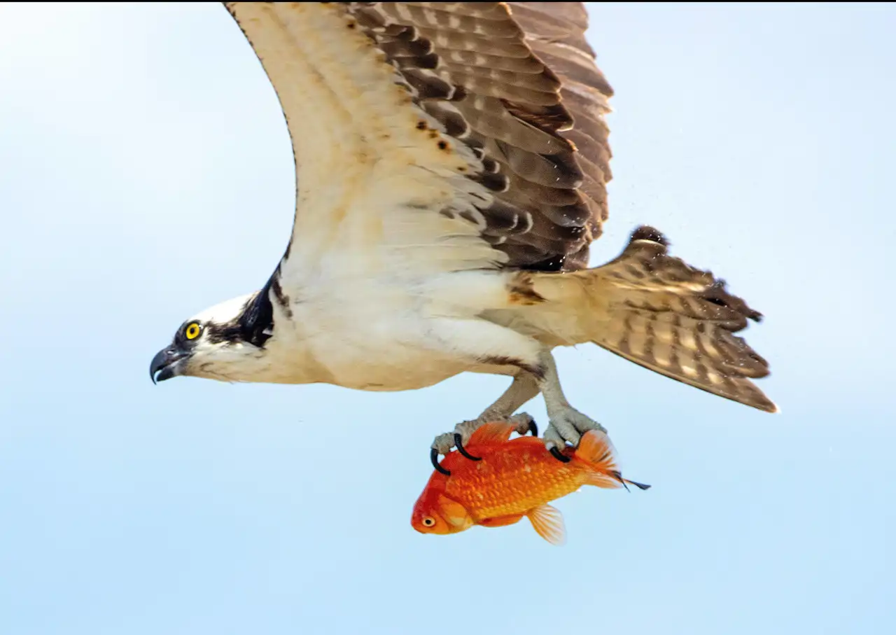 pez-volador-aguila_61709fdd_260430172351_1280x907.webp