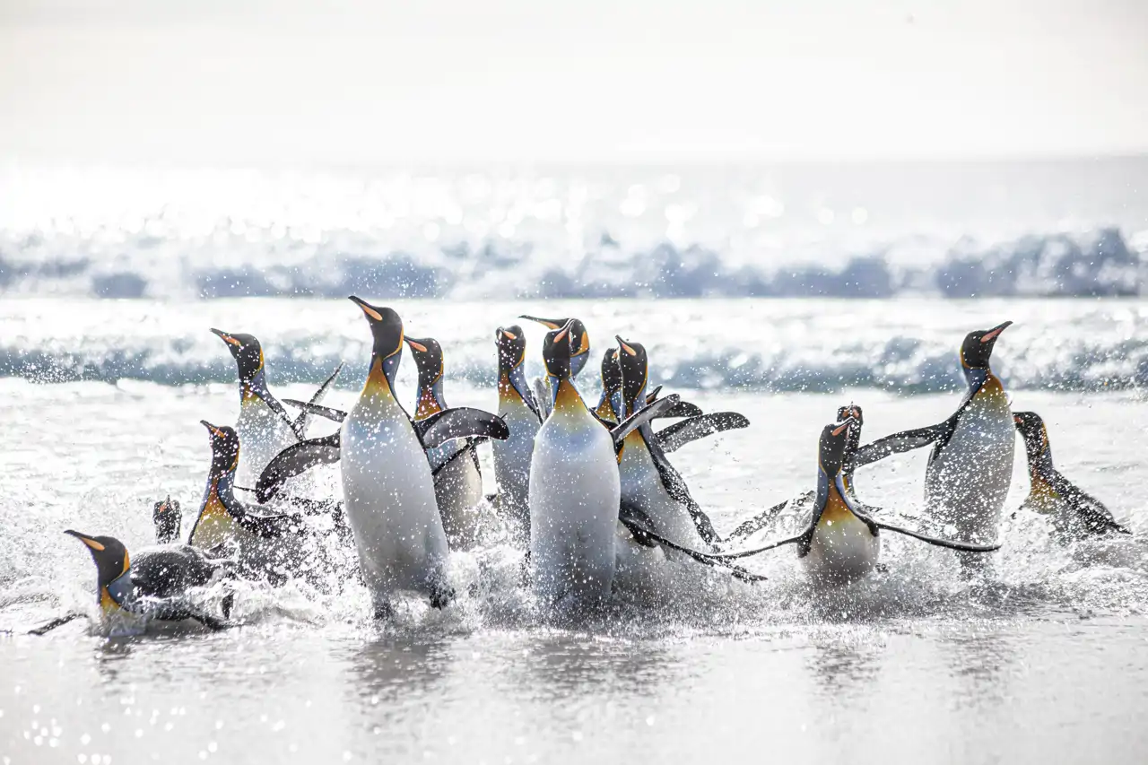 un-grupo-de-pinguinos-reales-en-las-islas-malvinas_df715295_260514162555_1280x853.webp
