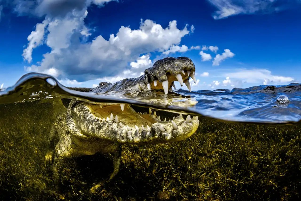 un-cocodrilo-en-banco-del-chinchorro_7873e96c_260515132836_1280x853.webp