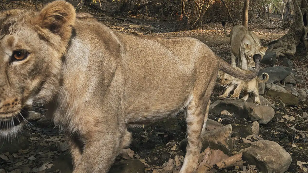 ¿En qué se diferencian los leones asiáticos de los leones africanos?