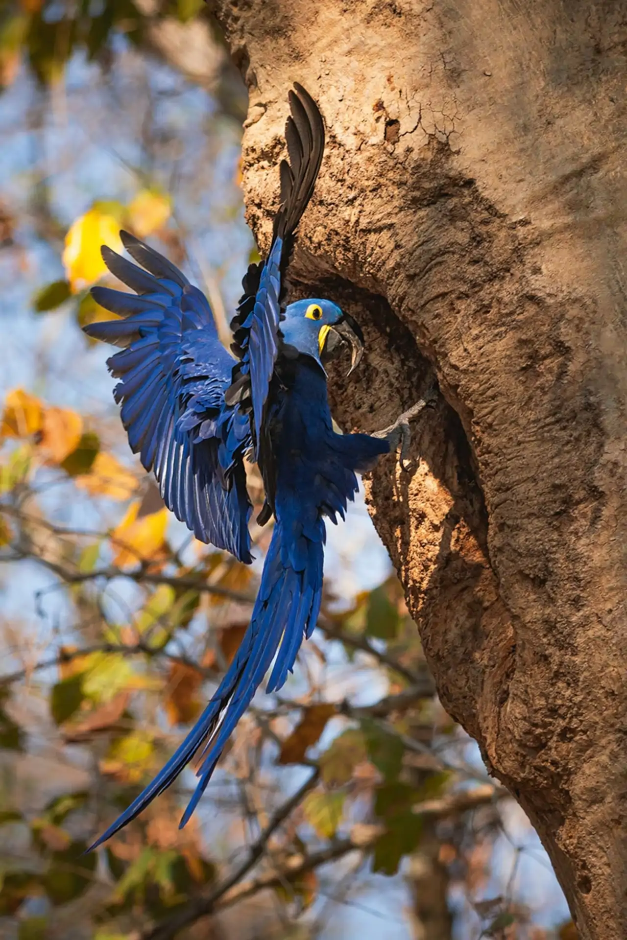 guacamayo-jacinto_777dfd70_260519131700_1280x1920.webp