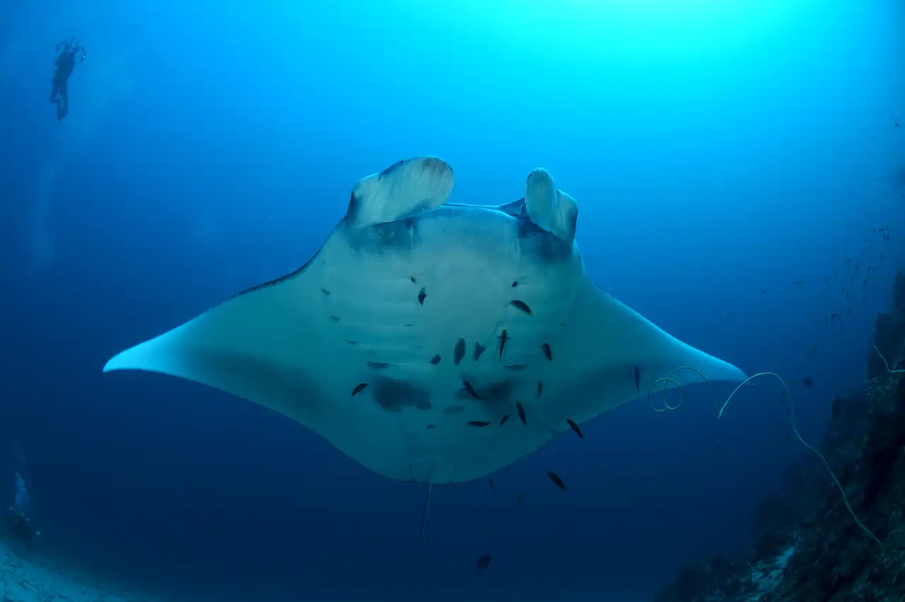 Mantarraya Discada El incómodo secreto de las mantarrayas: peces que viajan… en