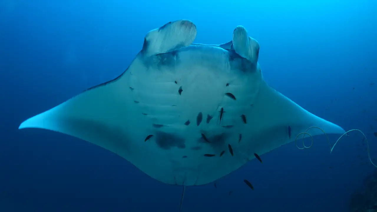 Mantarraya Alacran ¿Qué mata más: los tiburones o las máquinas expendedoras?
