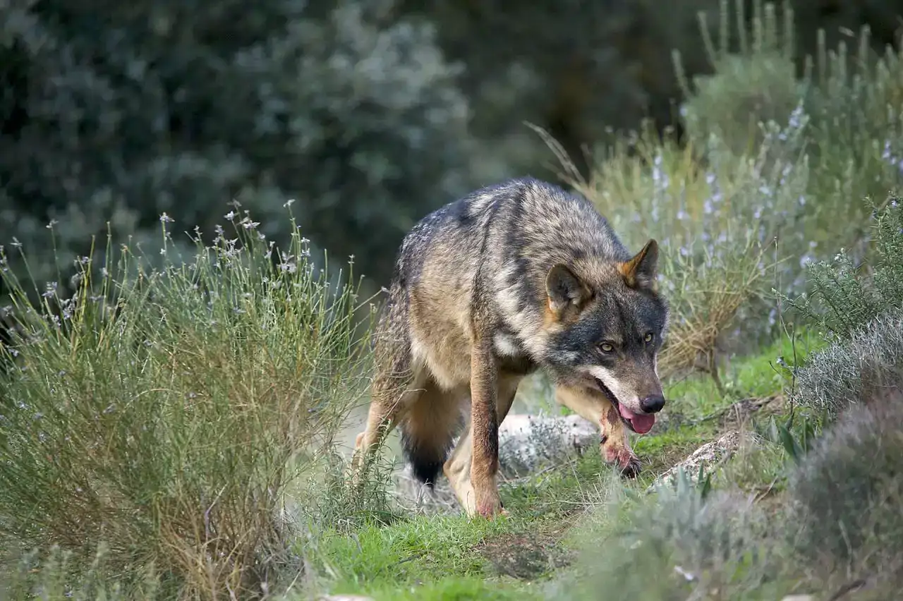 donde-antes-habia-lobos_835ac68d_260522103157_1280x852.webp