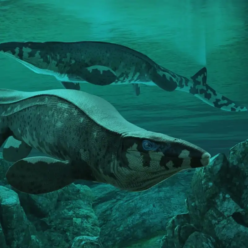 Tylosaurus rex illustration