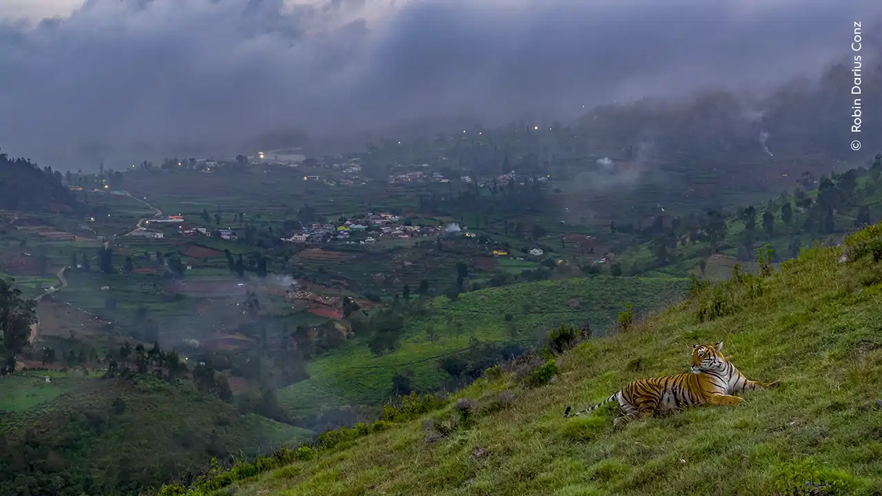 tiger-in-town_d317e2a5_260526155621_1280x720.webp