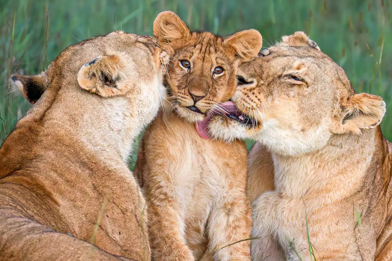 beso_1394836f_260529141411_1280x853.webp