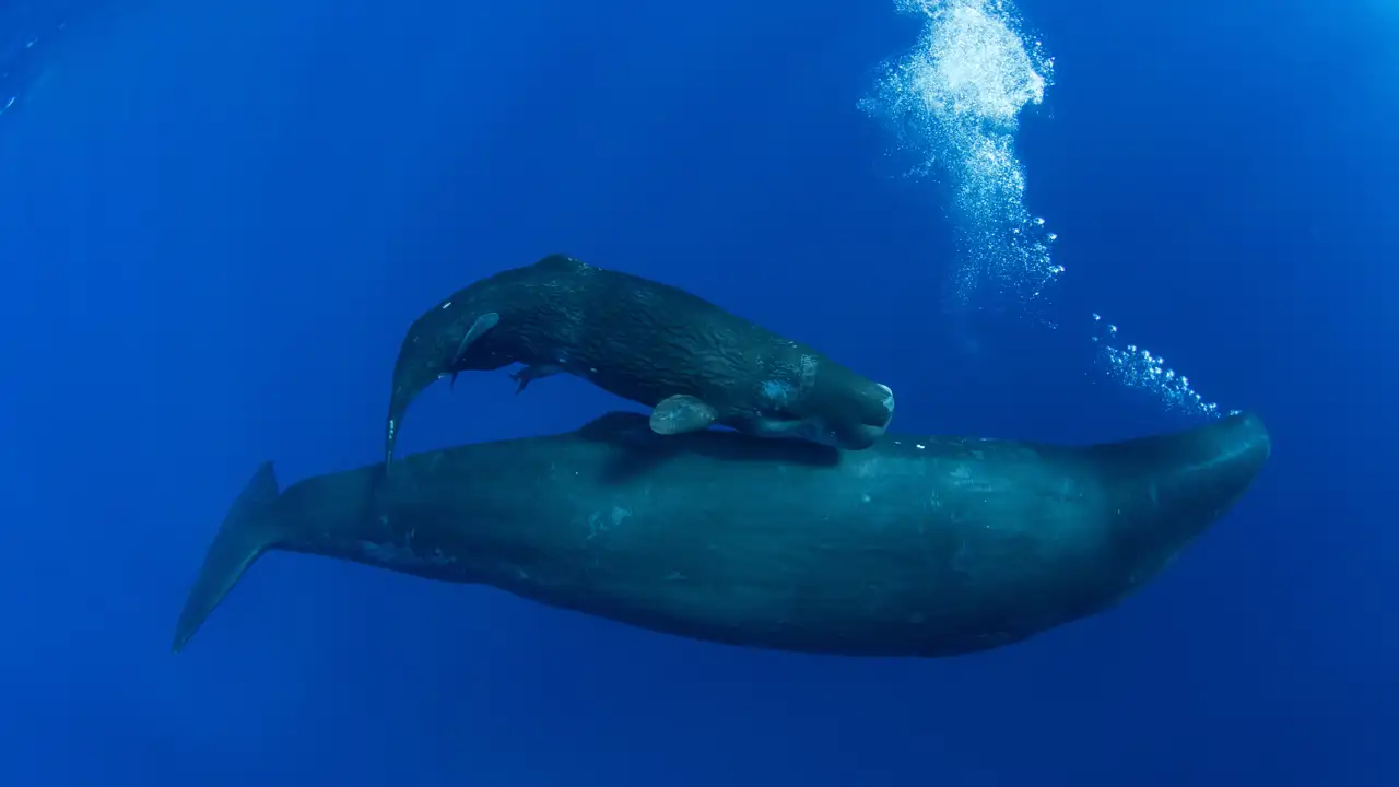 ballenas-curiosidades-de-las-ballenas-y-cu-les-son-las-m-s-grandes