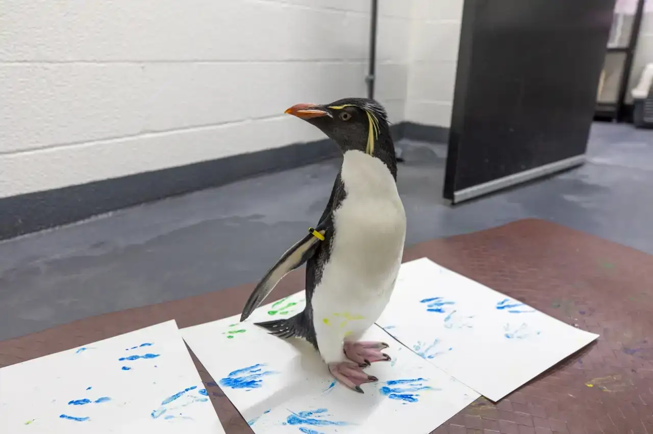 la-jubilacion-de-un-pinguino-todo-incluido_eea2ae42_260605135218_1280x851.webp