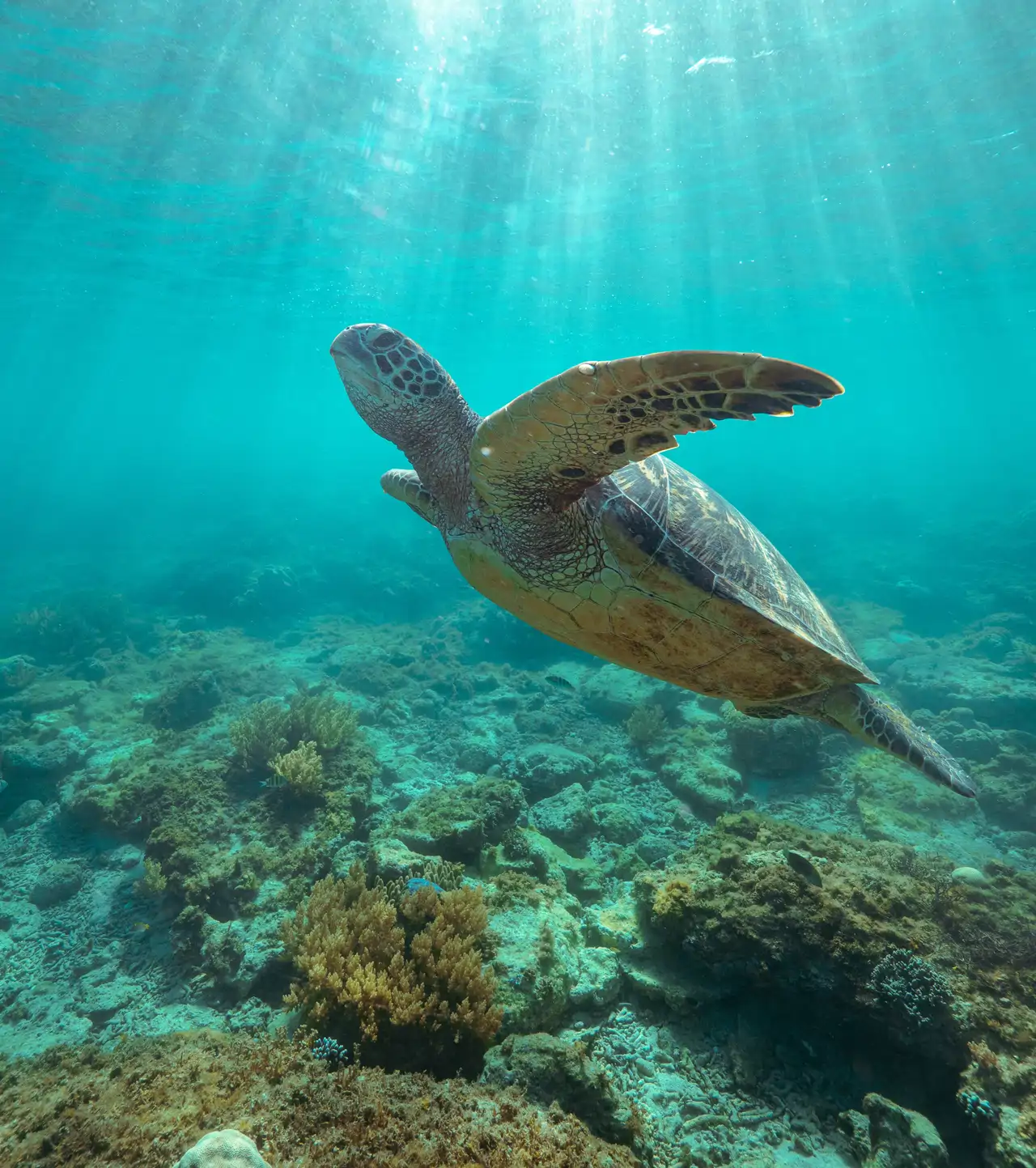 tortuga-marina_7cb5d779_260610173649_1280x1443.webp