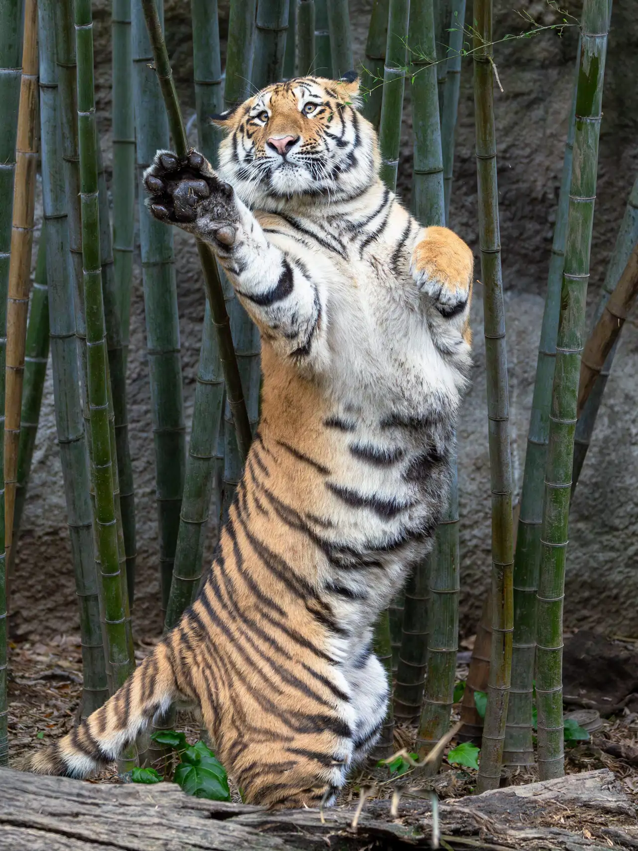 tpo-kungfutiger-excl-7955_14210f95_260611180213_1280x1707.webp