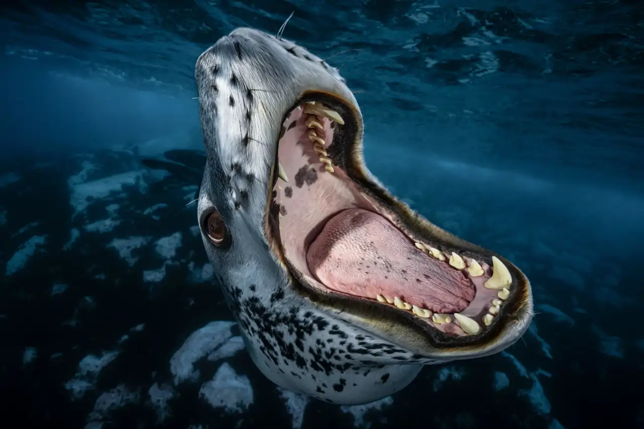 tpo-sealgrin-excl_2b0d4ebf_8268_260611173922_1280x853.webp