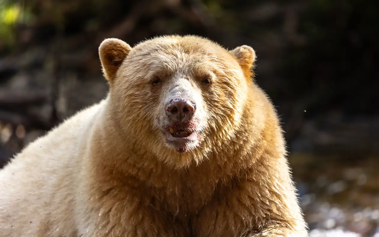 un-ejemplar-de-spirit-bear_fbb1ac16_18_260616191151_1280x803.webp