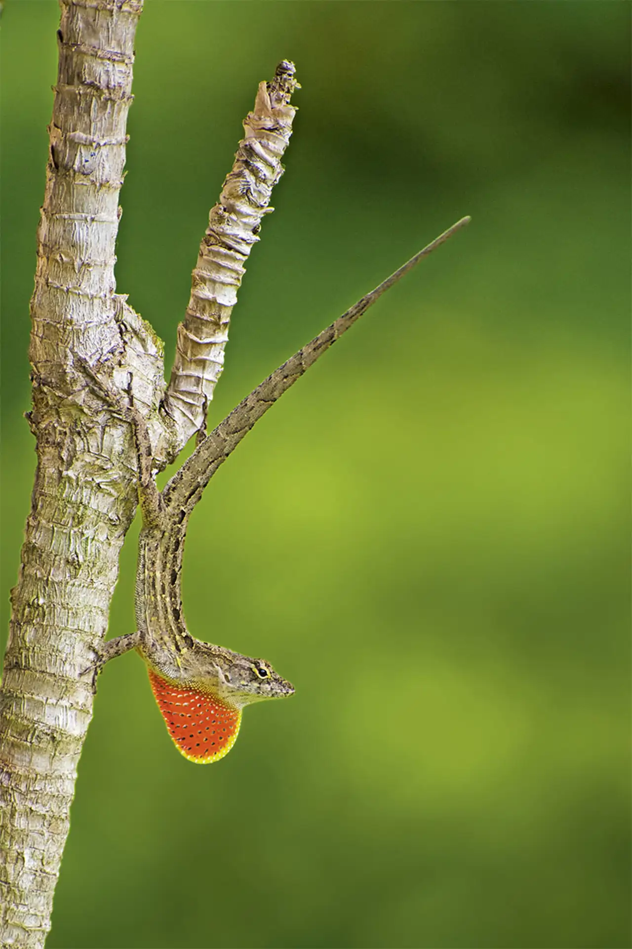 anolis-pardo_47d485c8_260618124736_1280x1920.webp