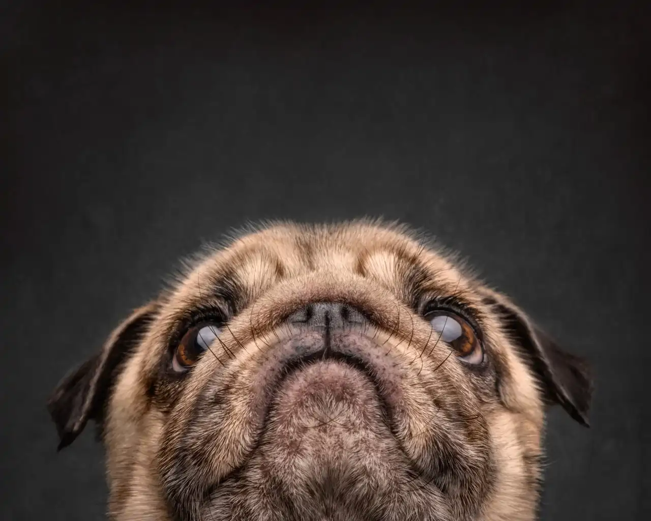 bosco-el-perro_c6d7b419_260618164138_1280x1024.webp