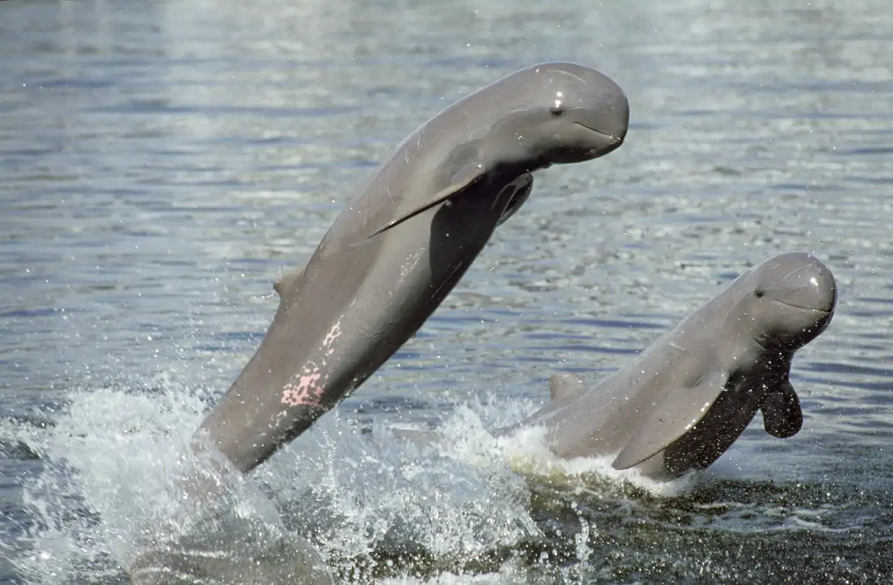 dos-delfines-del-rio-irrawaddy_317ca1c2_01387510_260618163633_1280x838.webp