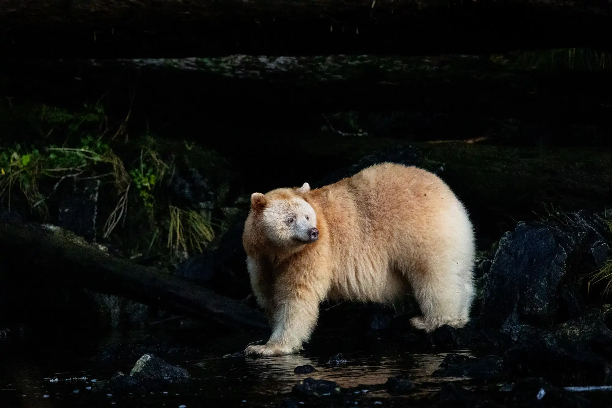 un-ejemplar-de-spirit-bear_22f4a018_260619121824_2000x1334.webp