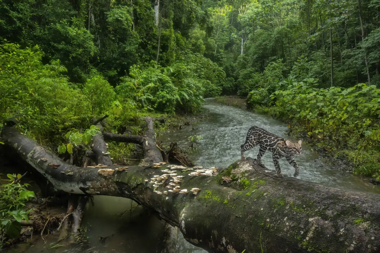 10-ocelot-leopardus-pardalis-walking-along-a-fallen-tree-to-cross-a-river-osa-conservation-area-costa-rica-charlie-hamilton-james-naturepl-com_feae13d2_260622144132_1280x853.webp
