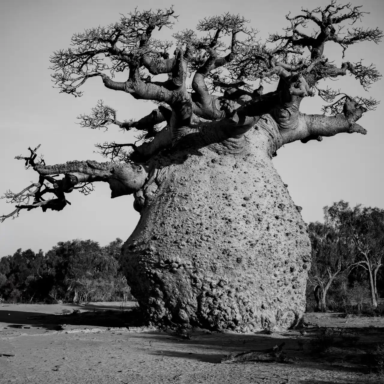 baobab-encinte_2f14f242_260622132633_1280x1280.webp