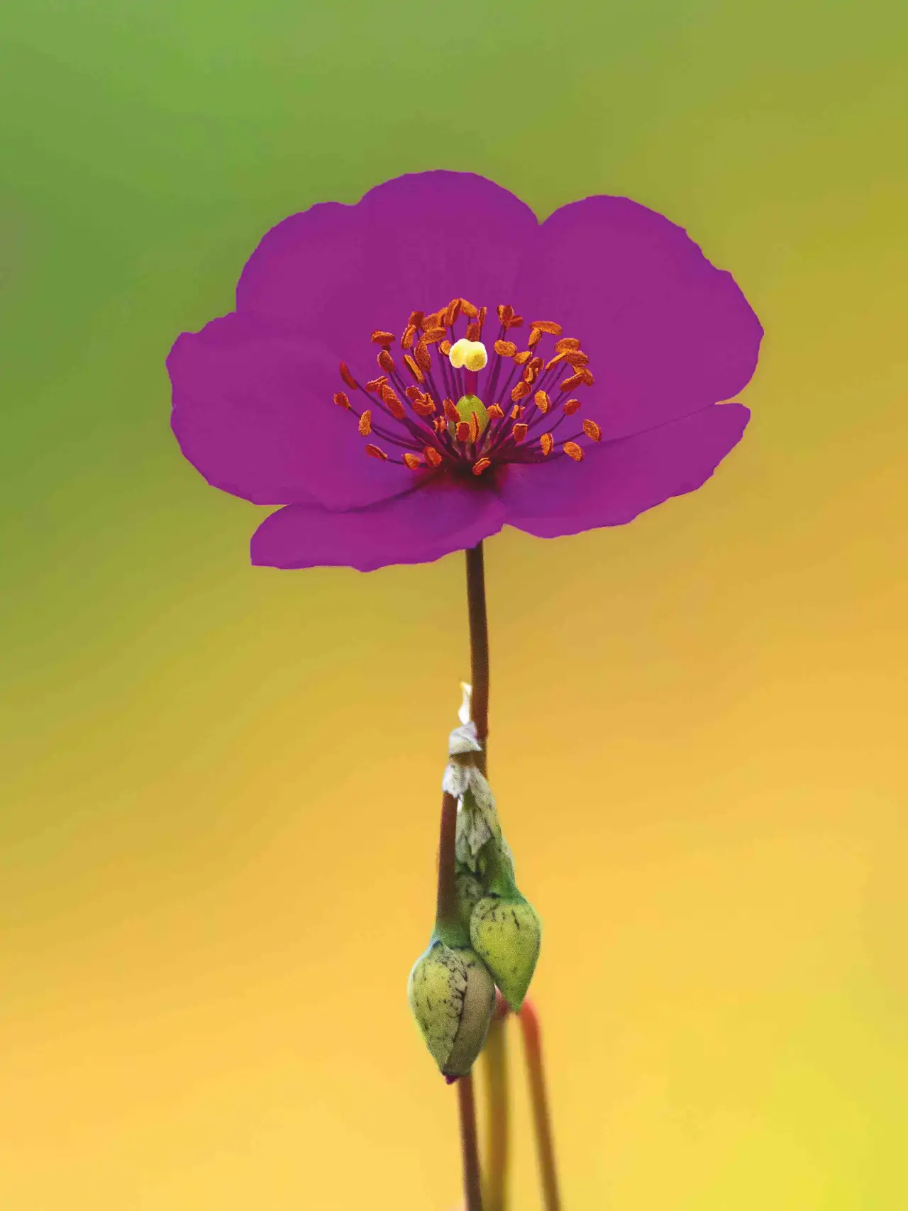 desierto-florido_a5623f6f_260622095142_1280x1707.webp