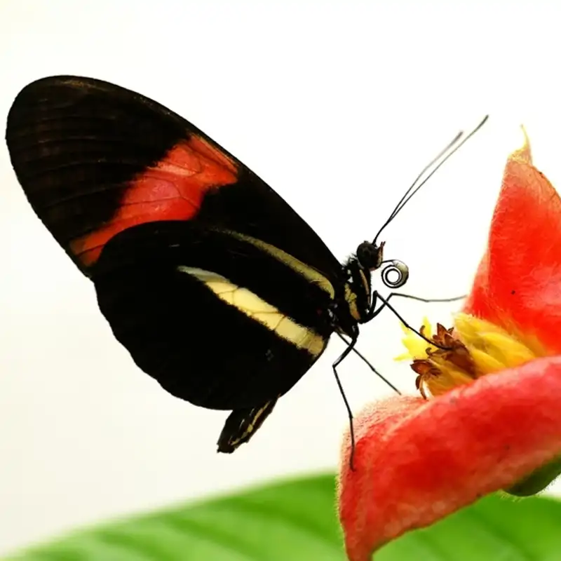 Esta mariposa tropical es un “bicho raro” que vive 25 veces más de lo ...